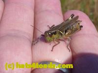 /home//u458753944/public_html/sourcegallery//Insects and small critters/grasshoppers and crickets (Orthoptera)/P1050984.JPG